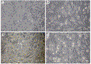 1a.gif