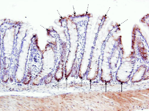 figure1.gif figure1.gif