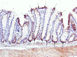 figure1.gif