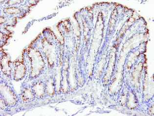 figure2.gif figure2.gif