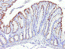 figure2.gif