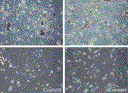 hurevisedfig3.gif