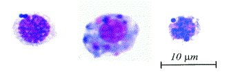 ole.gif