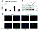 chenrevisedfig3.gif