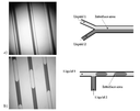 salic_fig2revised.gif