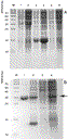 redchuk_rev1.gif