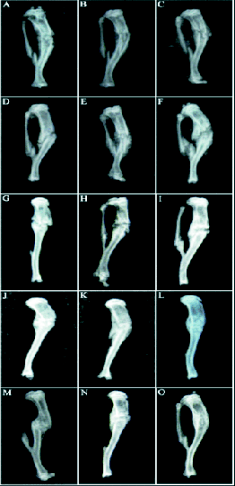 wangrevisedfig1.gif wangrevisedfig1.gif