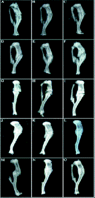 wangrevisedfig1.gif