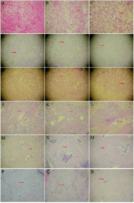 wangrevisedfig4.gif wangrevisedfig4.gif