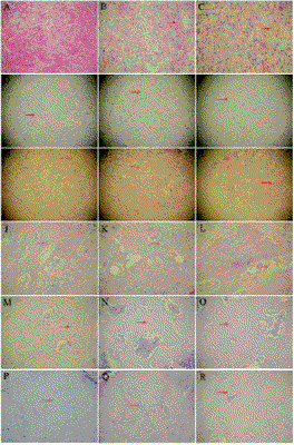 wangrevisedfig4.gif