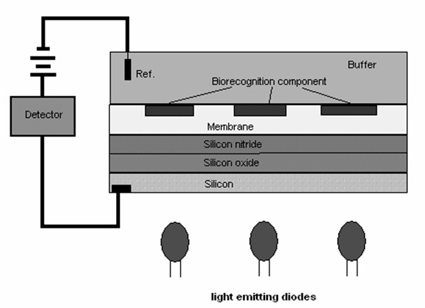 fig2pohanka.jpg fig2pohanka.jpg