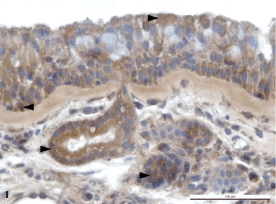 pacova_fig1_26aug09.gif pacova_fig1_26aug09.gif