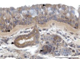 pacova_fig1_26aug09.gif