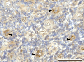 pacova_fig2_26aug09.gif pacova_fig2_26aug09.gif