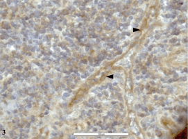 pacova_fig3_26aug09.gif pacova_fig3_26aug09.gif