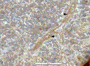 pacova_fig3_26aug09.gif