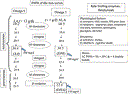 uprsr_rhufafig4.gif