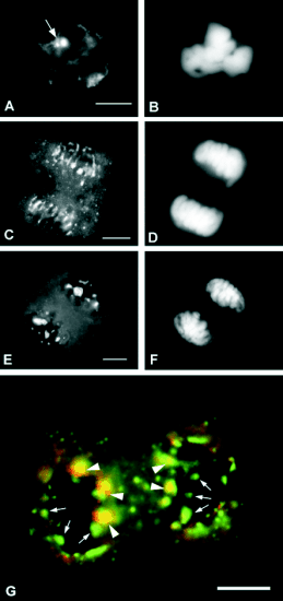 medinafig3.gif medinafig3.gif