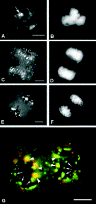 medinafig3.gif