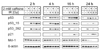 tichy_fig1.gif