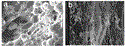 fig_1.gif