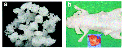 fig_2.gif