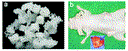 fig_2.gif