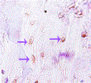fig_4.gif