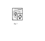 sm6c21_1.gif