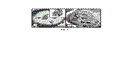 smetan_4.gif