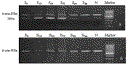 wen_18dec10_fig1.gif