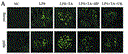 3a.gif