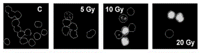 havelek_5apr11_fig3.gif